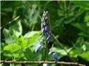 Veranstaltungsbild Wald-Erlebnis-Tag